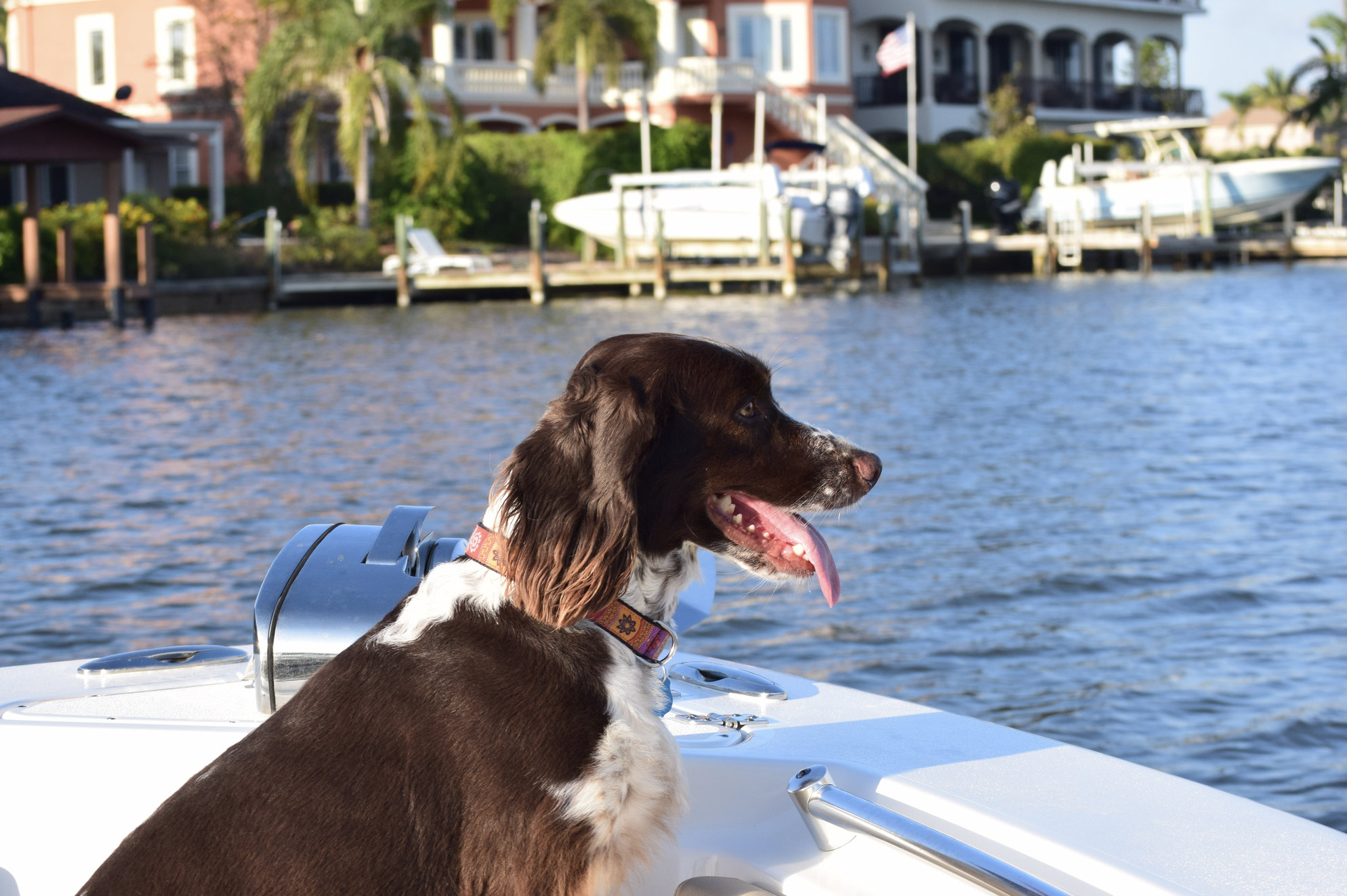 Dog Friendly condos in Naples Florida